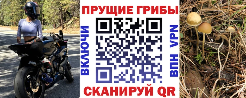Галлюциногенные грибы Psilocybine cubensis  Медногорск 
